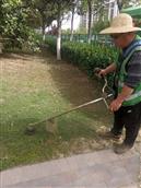 安徽省,阜阳市,太和县,城关镇,桥西社区