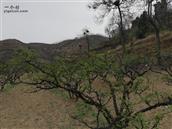 关圪崂村 关圪崂村最主要的经济源花椒树。