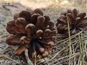 山东省,烟台市,招远市,梦芝街道,增甲沟村