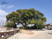 莒洲村 莒洲岛樟树中最美的一颗