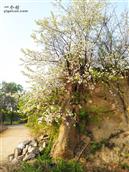 河北省,石家庄市,赞皇县,赞皇镇,北沟村