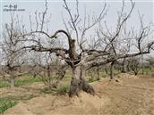 冯村 随便一颗梨树都是几十上百年