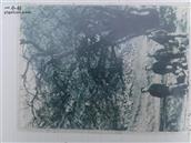 马蹄夼村 大公软枣树，图中人物后左起徐桂品，前女右一韩淑玉二位村小学教师。