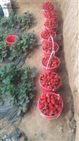 李铁庄村 我村的草莓🍓特别好。