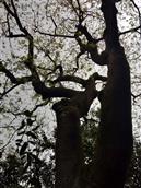 玉城村 古老的皂荚树（挂牌100年，实则几百年）
