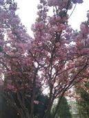 银山社区 美丽的樱花