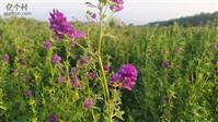 枯夺村 紫花苜蓿
我的牧草
牛羊的美食