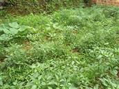 泉陂村 近段时间雨量沛，蔬菜长得好，杂草长得更旺。