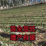 山西省,大同市,云州区,党留庄乡,罗庄村