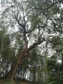新联村 瞿家垄承载厚重红色革命历史的古香樟树