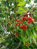 红石嘴村 我村4000多亩大樱桃🍒 熟了，欢迎大家来采摘。