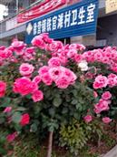 河南省,新乡市,获嘉县,徐营镇,铁官滩村