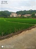 凤村 绿油油的水稻
