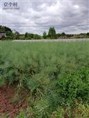 四川省,资阳市,简阳市,清风乡,盘湾村