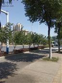 安徽省,阜阳市,太和县,城关镇,桥西社区