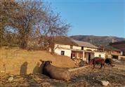 罗依村 落日，水牛，老房子