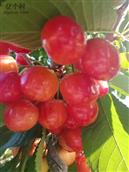 甘肃省,庆阳市,宁县,中村乡,秦店村