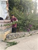 凤山村  为村子里的绿化凤山村爱心志愿者，在修剪花枝。