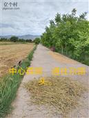 青海省,海东地区,化隆县,甘都镇,西滩村