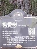 广东省,梅州市,兴宁市,径南镇,宝兴村