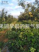 山东省,烟台市,栖霞市,观里镇,张家茔村