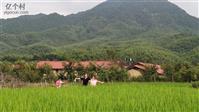 冷洞村 每年只能种一造稻田，没有虫害，不打农药