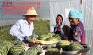 西平山村 镇西平山行政村的吊蔓西瓜种植示范园区，村民在收获西瓜。