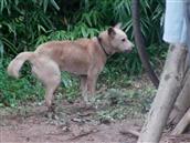 四川省,资阳市,简阳市,清风乡,万角村