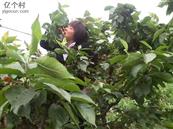 四川省,资阳市,简阳市,清风乡,万角村