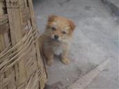 四川省,资阳市,简阳市,清风乡,万角村