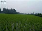 四川省,资阳市,简阳市,清风乡,万角村