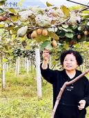 长河村 从前的枇杷树生产队如今迎来了弥猴桃的丰收
