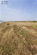 展吴庄村 富饶的汝河滩，以前盛产粮食，而今盛产荒草。