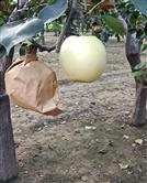 东刘村 种植黄冠梨