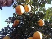 荷田村 荷田村有一座桥村里的农民种了好多脐橙，想吃赣南脐橙的可到村里来