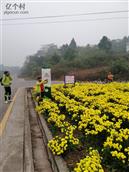 四川省,眉山市,丹棱县,顺龙乡,柏木村