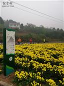 四川省,眉山市,丹棱县,顺龙乡,柏木村