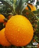 白燕社区 赣南脐橙有多好想吃吗你一定会喜欢的