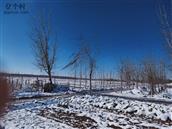 山东省,滨州市,邹平市,魏桥镇,西刘村