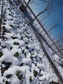 山东省,滨州市,邹平市,魏桥镇,西刘村