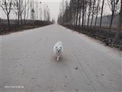 山东省,滨州市,邹平市,魏桥镇,西刘村