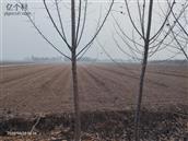 山东省,滨州市,邹平市,魏桥镇,西刘村