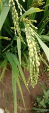 祁营村 一穗四百多粒的旱稻试种成功。
