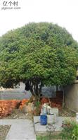 绰庙社区 老街，50多年的桂花树！