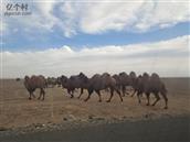 阿亚格坡斯喀村 骆驼