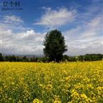 木场村 夏季油菜花，遍地金黄