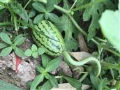 江坡村 自己种的西瓜