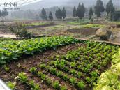 四川省,南充市,仪陇县,大寅镇,印台村