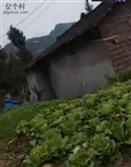 四川省,南充市,仪陇县,大寅镇,柳林村