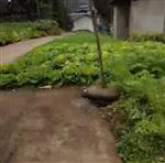 四川省,南充市,仪陇县,大寅镇,柳林村